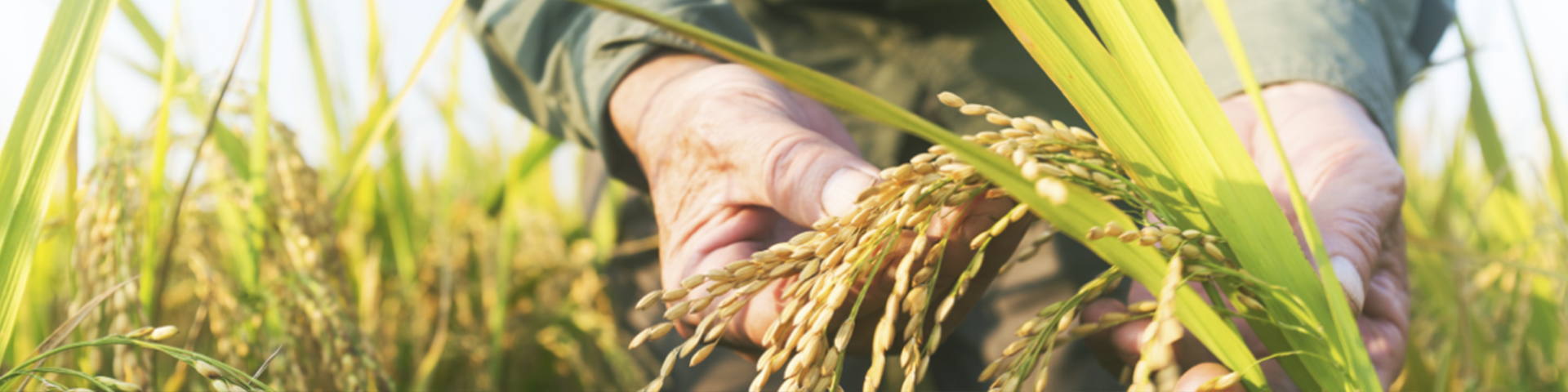 imagen agroindustria